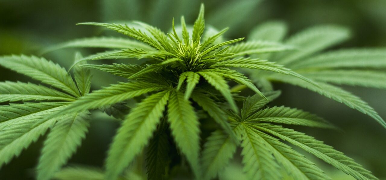 Cannabis Social Clubs Frankfurt am Main