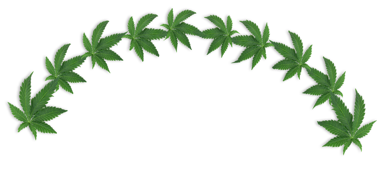 Social Club Frankfurt CSC